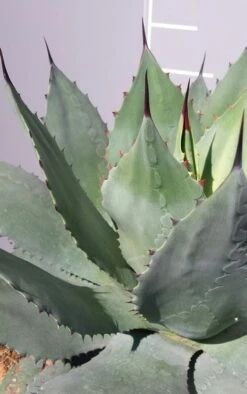 Winterharde Agave (Agave Ovalifolia) -Green Roots Exporteren Winkel 20190628 114523 resized