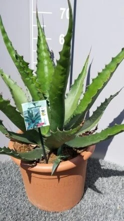 Winterharde Agave (Agave 'Gentryi Jaws') -Green Roots Exporteren Winkel 20190628 114610 resized