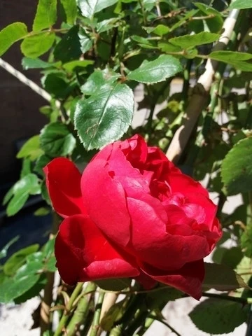 Klimroos (Rosa 'Amadeus') 2 Klimroos (Rosa 'Amadeus') - Afbeelding 2