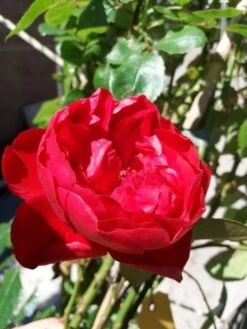 Klimroos (Rosa 'Amadeus') 6 Klimroos (Rosa 'Amadeus') -Green Roots Exporteren Winkel 20190629 130707