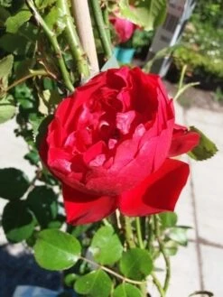 Klimroos (Rosa 'Amadeus') 7 Klimroos (Rosa 'Amadeus') -Green Roots Exporteren Winkel 20190629 130841