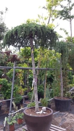 Ceder Als Dakboom (Cedrus Deodara 'Pendula') -Green Roots Exporteren Winkel 20190712 120943 1