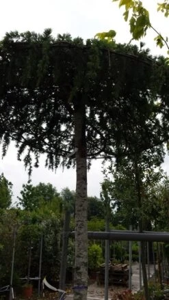 Ceder Als Dakboom (Cedrus Deodara 'Pendula') -Green Roots Exporteren Winkel 20190712 120955