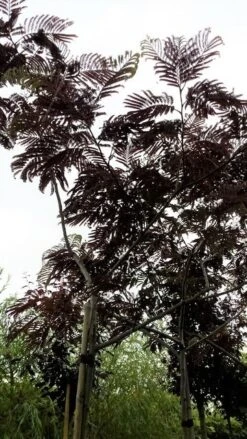 Perzische Slaapboom Als Boom (Albizia Julibrissin 'Summer Chocolate') -Green Roots Exporteren Winkel 20190712 123113