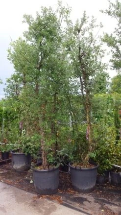 Kurkeik Meerstammig (Quercus Suber) -Green Roots Exporteren Winkel 20190712 151928
