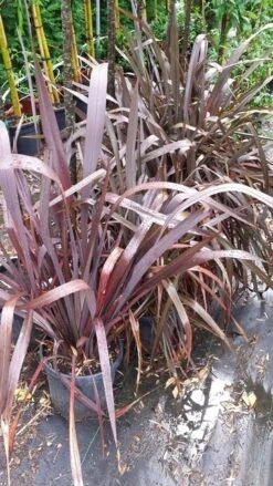 Nieuw Zeelands Vlas (Phormium Tenax 'Purpureum') -Green Roots Exporteren Winkel 20190712 152646 1