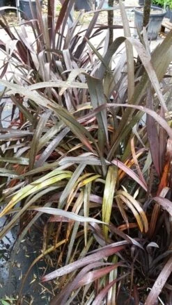 Nieuw Zeelands Vlas (Phormium Tenax 'Purpureum') -Green Roots Exporteren Winkel 20190712 152733 1