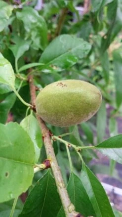 Amandelboom (Prunus Dulcis) -Green Roots Exporteren Winkel 20190712 153121 1