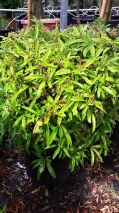 Vuurdoorn Als Bol (Pyracantha 'Navaho') -Green Roots Exporteren Winkel 20190712 153454