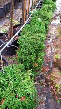 Vuurdoorn Als Bol (Pyracantha 'Navaho') -Green Roots Exporteren Winkel 20190712 153510 1