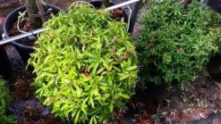 Vuurdoorn Als Bol (Pyracantha 'Navaho') -Green Roots Exporteren Winkel 20190712 153519 1