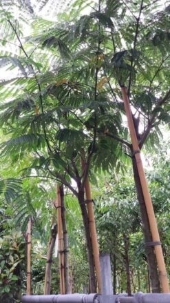 Perzische Slaapboom (Albizia Julibrissin 'Ombrella') -Green Roots Exporteren Winkel 20190712 160716 1