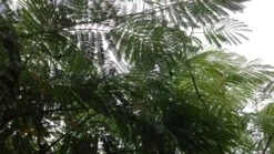 Perzische Slaapboom (Albizia Julibrissin 'Ombrella') -Green Roots Exporteren Winkel 20190712 160804 1