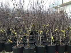 Kornoelje (Cornus Florida 'Rainbow') -Green Roots Exporteren Winkel 20201228 joha pre t16 69676