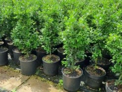 Hulst (Ilex Meserveae 'Heckenfee') -Green Roots Exporteren Winkel 20210614 113313 1