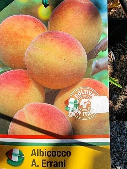 Abrikoos Als Halfstam (Prunus Armeniaca 'Antonio Errani') 2 Abrikoos Als Halfstam (Prunus Armeniaca 'Antonio Errani') - Afbeelding 2