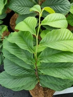 Pawpaw (Asimina Triloba) -Green Roots Exporteren Winkel 20210826 101312 1