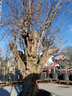 Granaatappel Als Solitair (Punica Granatum) 14 Granaatappel Als Solitair (Punica Granatum) -Green Roots Exporteren Winkel 20220217 110658 1