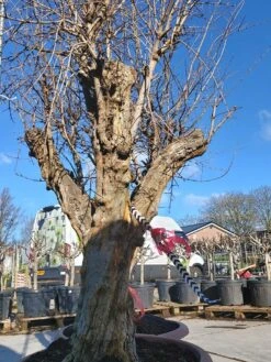 Granaatappel Als Solitair (Punica Granatum) 12 Granaatappel Als Solitair (Punica Granatum) -Green Roots Exporteren Winkel 20220217 110708 1