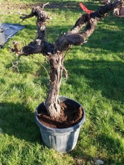 Druif, Op Stam (Vitis Vinifera) 39 Druif, Op Stam (Vitis Vinifera) -Green Roots Exporteren Winkel 20220217 111202