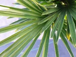 Winterharde Palm (Trachycarpus Wagnerianus) -Green Roots Exporteren Winkel 20220217 112257