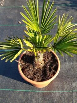 Winterharde Palm (Trachycarpus Wagnerianus) -Green Roots Exporteren Winkel 20220217 112423 1