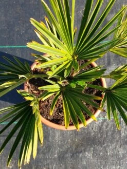 Winterharde Palm (Trachycarpus Wagnerianus) -Green Roots Exporteren Winkel 20220217 112447