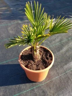 Winterharde Palm (Trachycarpus Wagnerianus) -Green Roots Exporteren Winkel 20220217 112456
