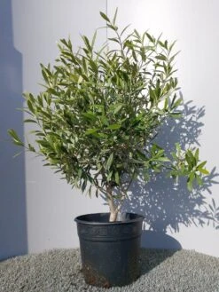 Olijf Als Struik (Olea Europaea) -Green Roots Exporteren Winkel 20220223 132146