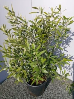 Olijf Als Struik (Olea Europaea) -Green Roots Exporteren Winkel 20220223 132223