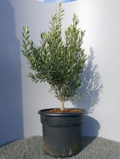 Olijf Als Struik (Olea Europaea) -Green Roots Exporteren Winkel 20220223 132454