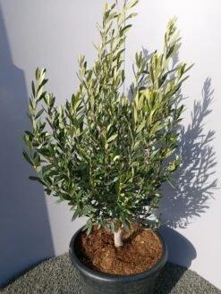 Olijf Als Struik (Olea Europaea) -Green Roots Exporteren Winkel 20220223 132509