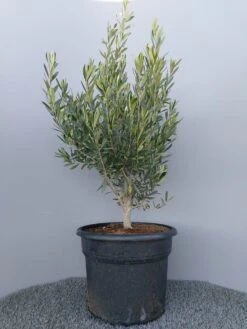 Olijf Als Struik (Olea Europaea) -Green Roots Exporteren Winkel 20220223 132609