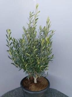 Olijf Als Struik (Olea Europaea) -Green Roots Exporteren Winkel 20220223 132617
