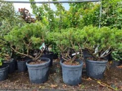 Meerstammige Japanse Pijnboom (Pinus Parviflora 'Brevifolia') -Green Roots Exporteren Winkel 20220524 123400 2