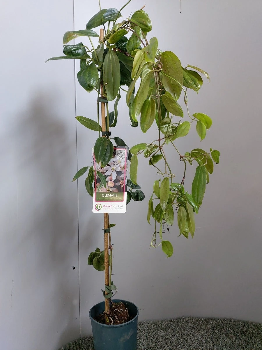 Groenblijvende Clematis (Clematis Armandii 'Hendersonii Rubra') 2 Groenblijvende Clematis (Clematis Armandii 'Hendersonii Rubra') - Afbeelding 2