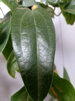 Groenblijvende Clematis (Clematis Armandii 'Hendersonii Rubra') 5 Groenblijvende Clematis (Clematis Armandii 'Hendersonii Rubra') -Green Roots Exporteren Winkel 20220613 162250