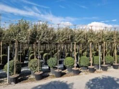 Olijfwilg Als Leiboom (Elaeagnus Ebbingei)