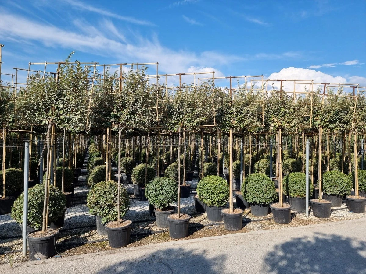 Olijfwilg Als Leiboom (Elaeagnus Ebbingei) 1 Olijfwilg Als Leiboom (Elaeagnus Ebbingei)