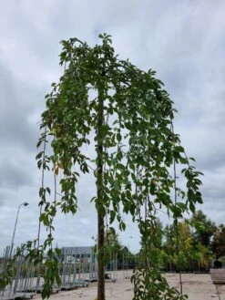 Treursierkers (Prunus Subhirtella 'Pendula Rosea') -Green Roots Exporteren Winkel 20221003 124006 1