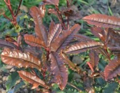 Glansmispel (Photinia Serratifolia ‘Crunchy’) -Green Roots Exporteren Winkel 21 rec ret photinia crunchy rev100 jardin 11mars14