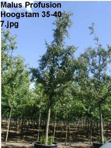 Sierappel (Malus 'Profusion' ) 2 Sierappel (Malus 'Profusion' ) - Afbeelding 2