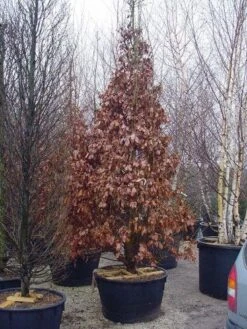 Perzisch IJzerhout Als Struik (Parrotia Persica) -Green Roots Exporteren Winkel 239parrotiapersicasolt 14