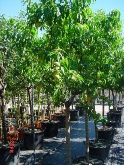 Perzikboom (Prunus Persica) -Green Roots Exporteren Winkel 312prunuspersica 3