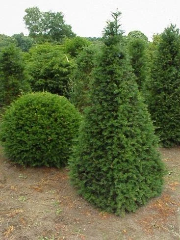 Taxus Als Pyramide (Taxus Baccata) 1 Taxus Als Pyramide (Taxus Baccata)