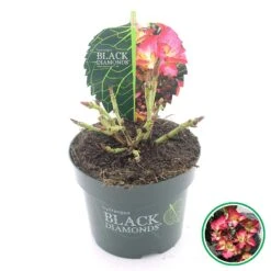 Hortensia (Hydrangea Black Diamonds Dark Angel) -Green Roots Exporteren Winkel 3 4 1