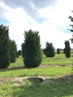 Grote Venijnboom (Taxus Baccata) -Green Roots Exporteren Winkel 400450x 150 200