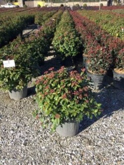 Sneeuwbal Als Bolvorm (Viburnum Tinus 'Eve Price') -Green Roots Exporteren Winkel 4050 1