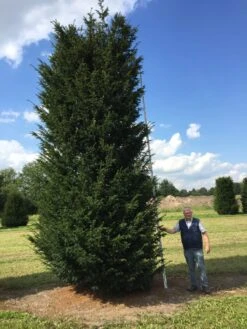 Grote Venijnboom (Taxus Baccata) -Green Roots Exporteren Winkel 550600 x 175 200 1 1