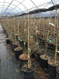 Japanse Esdoorn (Acer Palmatum 'Viridis') -Green Roots Exporteren Winkel 6 2